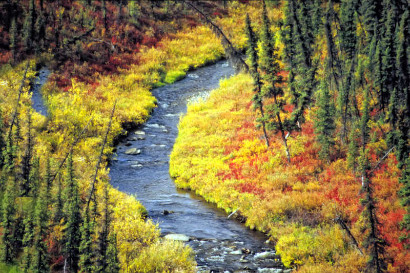 O’Brien Creek in early Fall, Taylor Hwy, Alaska